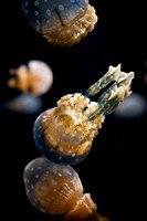 Jellies-12