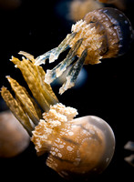 Jellies-13