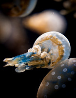 Jellies-11