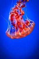 Jellies-2