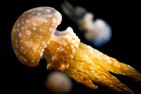 Jellies-9