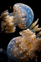 Jellies-7