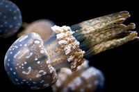 Jellies-6