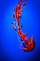 Jellies-3