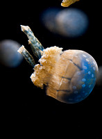 Jellies-16